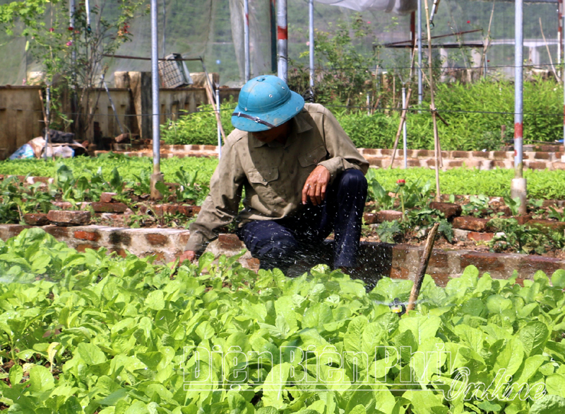 Ông Lã Văn Hạnh, tổ dân phố 4, phường Sông Đà (TX. Mường Lay) chăm sóc vườn rau.